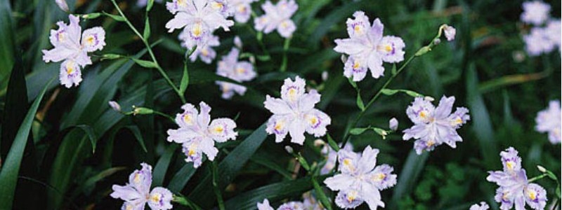 �Β��ɒ֗t���������t���[�����Ȕ��y���y�����֒��z���T�C�g